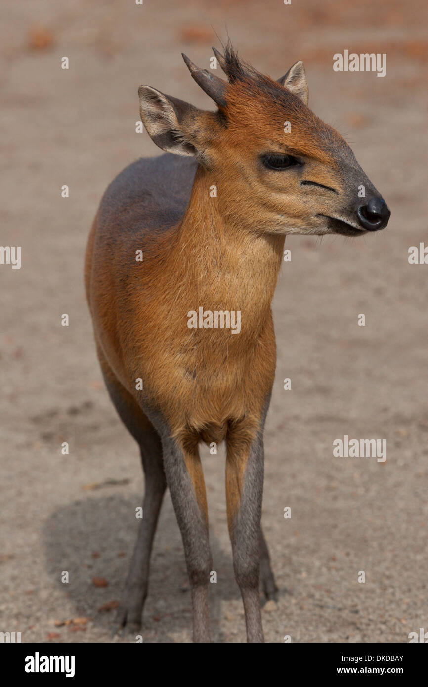 Forêt rouge petite antilope céphalophe cerf comme l'Afrique Équatoriale Banque D'Images