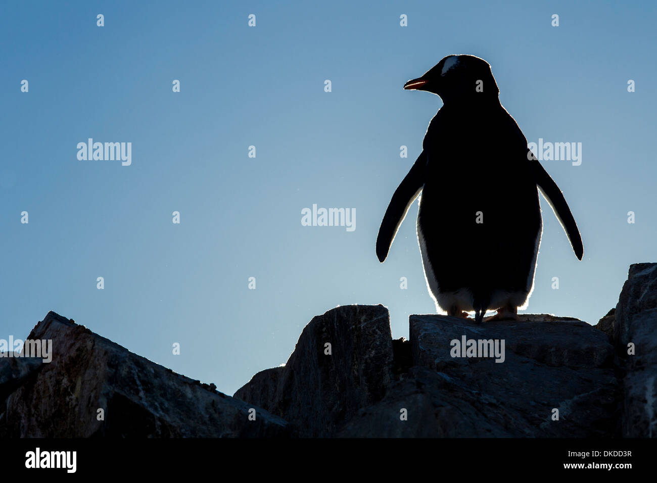 L'Antarctique, l'Île Petermann, Silhouette de Gentoo pingouin (Pygoscelis papua) debout dans le long du détroit de Penola the rookery Banque D'Images
