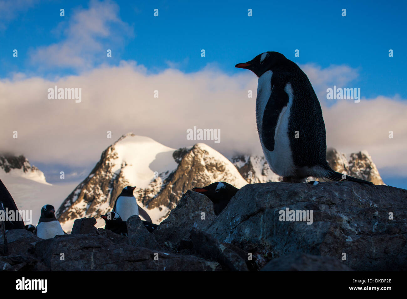 L'antarctique, Gentoo pingouin (Pygoscelis papua) debout dans le Rookery le long du détroit de Penola soirée de printemps au coucher du soleil Banque D'Images