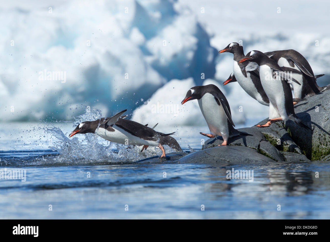 L'Antarctique, l'Île Petermann, ligne de manchots papous (Pygoscelis papua) sauter dans ocean à partir de la côte rocheuse Banque D'Images