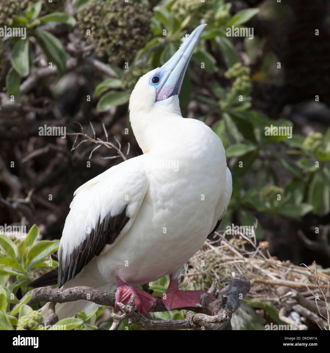 Booby à pieds rouges (Sula sula rubripes), mue de couleur blanche perchée sur un arbuste Banque D'Images