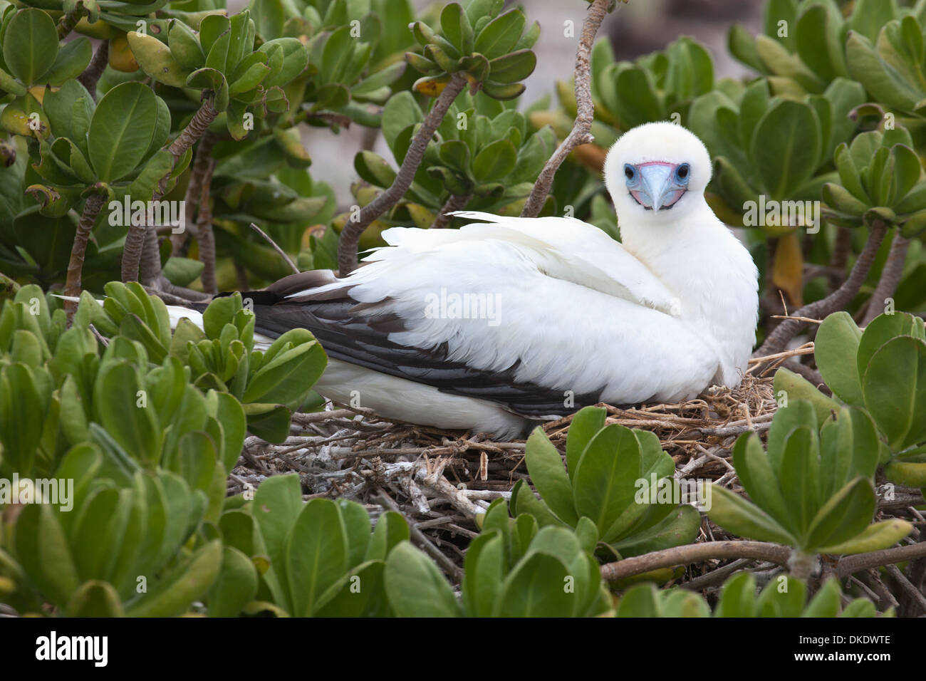 Booby à pieds rouges (Sula sula rubripes), mue de couleur blanche sur le nid dans l'arbuste, Papahanaumokuakea Marine National Monument Banque D'Images