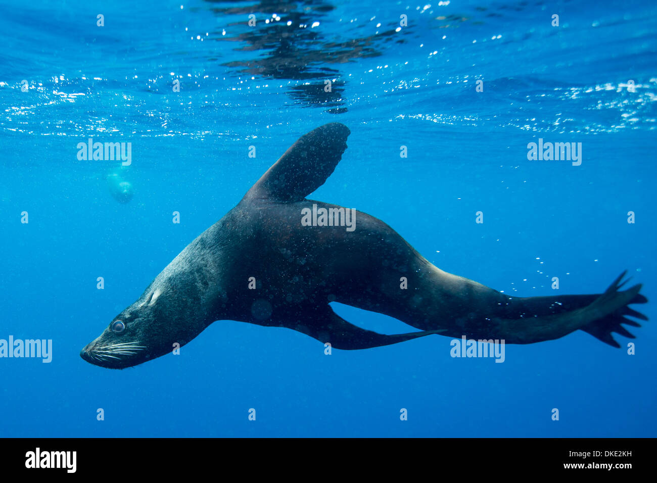 Le Chili, l'île de Diego Ramirez, sous-vue de la mer du Sud (Otaria flavescens) Nager dans le Détroit de Drake Banque D'Images