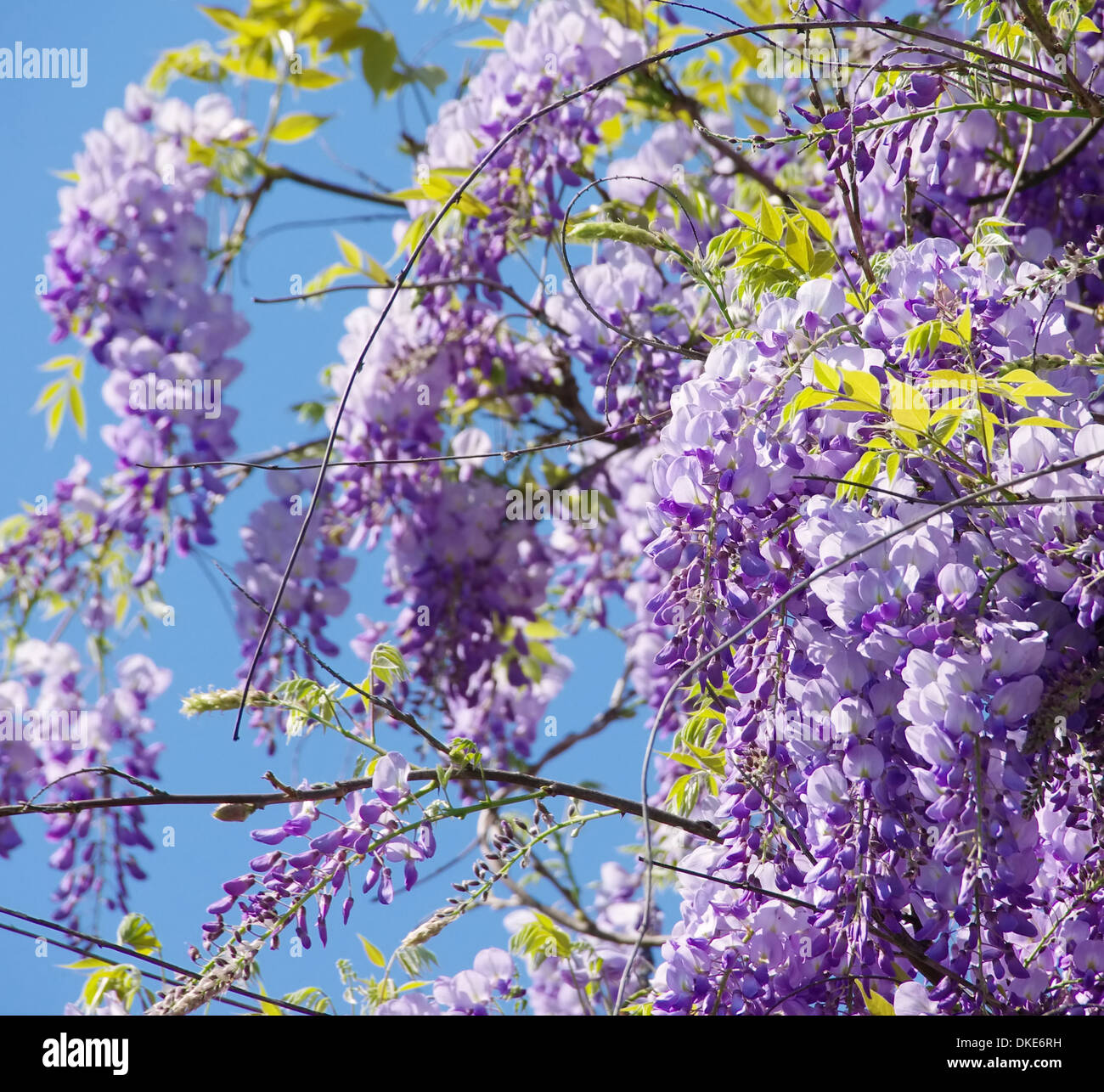 Blauregen - Wisteria 09 Banque D'Images
