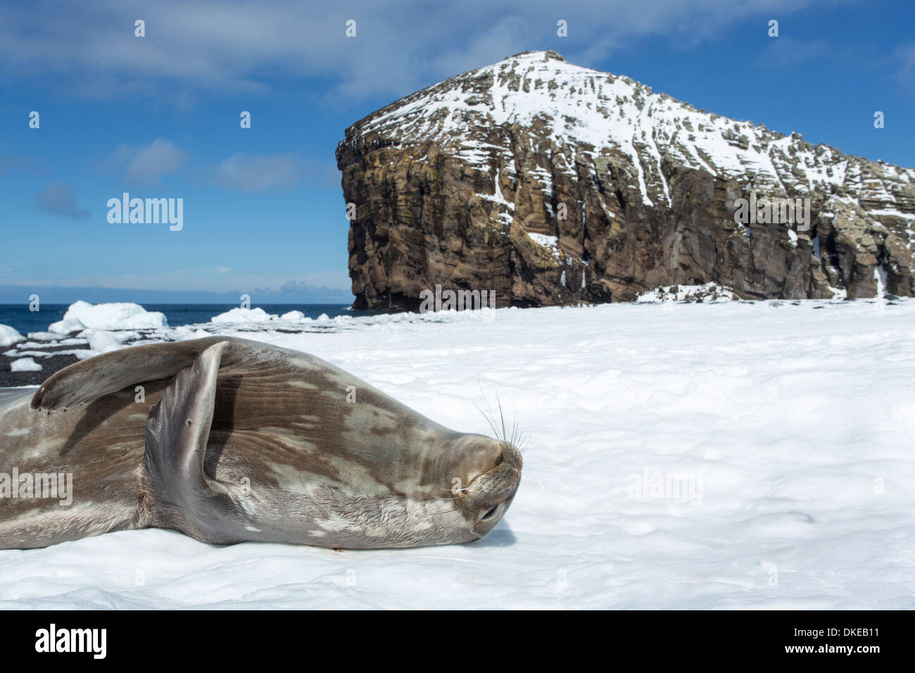 L'antarctique, Phoque de Weddell (Leptonychotes weddellii) se trouve dans la neige sous les berges rocheuses à Bailey Head sur l'Île Déception Banque D'Images