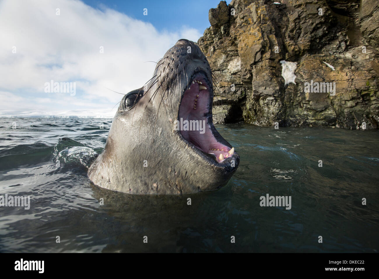 L'antarctique, éléphants de mer (Mirounga leonina) soufflet tout en nageant dans les eaux peu profondes par Livingstone Island Banque D'Images