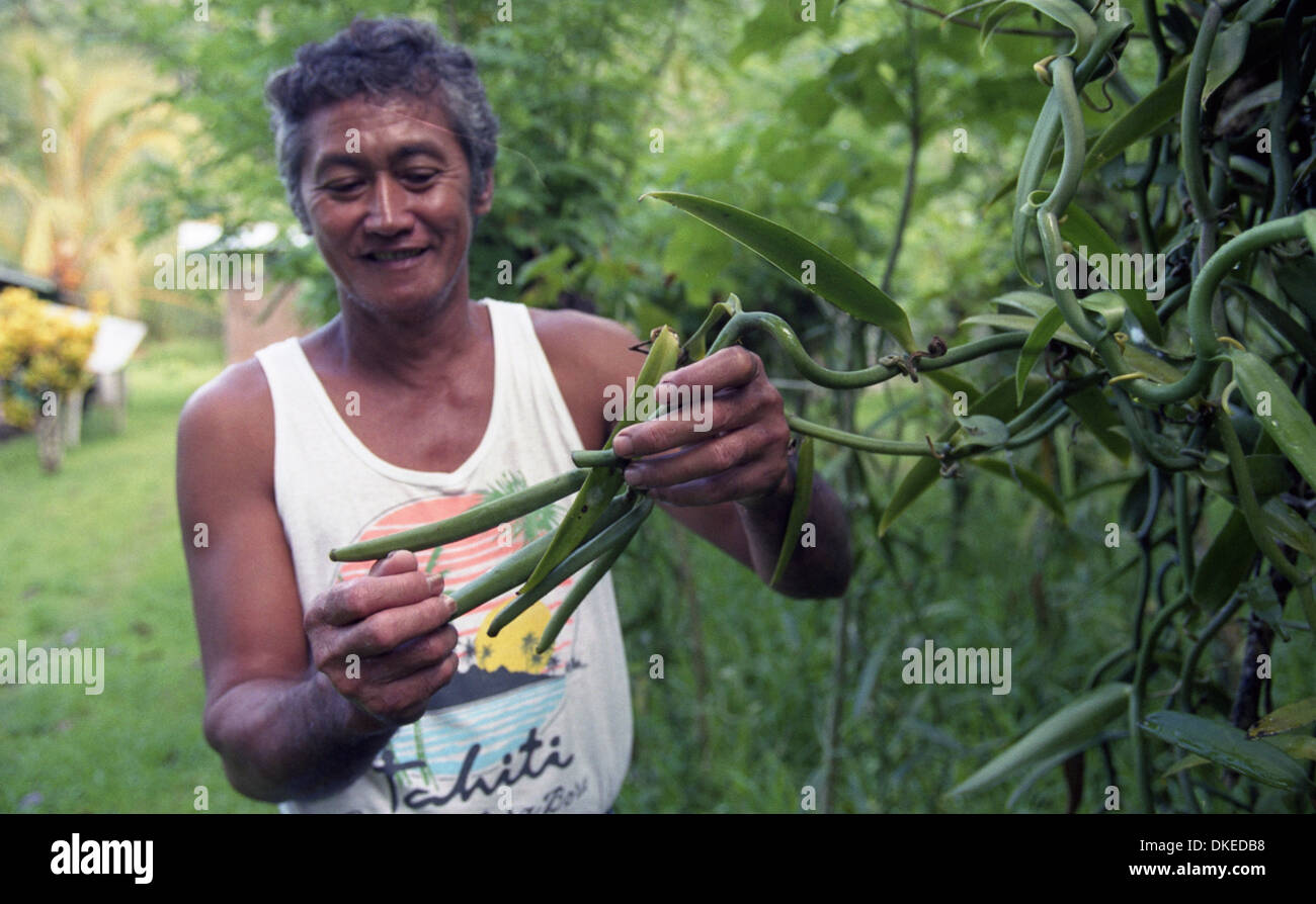 Producteur de vanille Banque D'Images