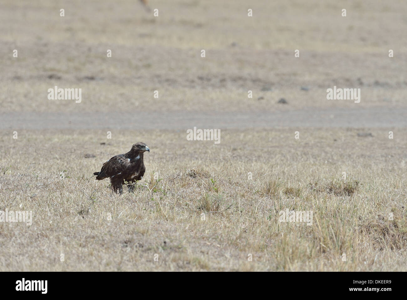 - L'Afrique de l'Aigle Aigle des steppes (Aquila rapax) debout dans la savane Masai Mara - Kenya - Afrique de l'Est Banque D'Images