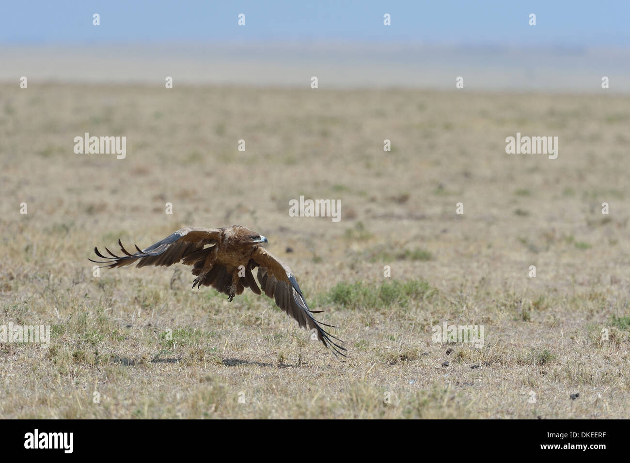 - L'Afrique de l'Aigle Aigle des steppes (Aquila rapax) décolle dans la savane Masai Mara - Kenya - Afrique de l'Est Banque D'Images