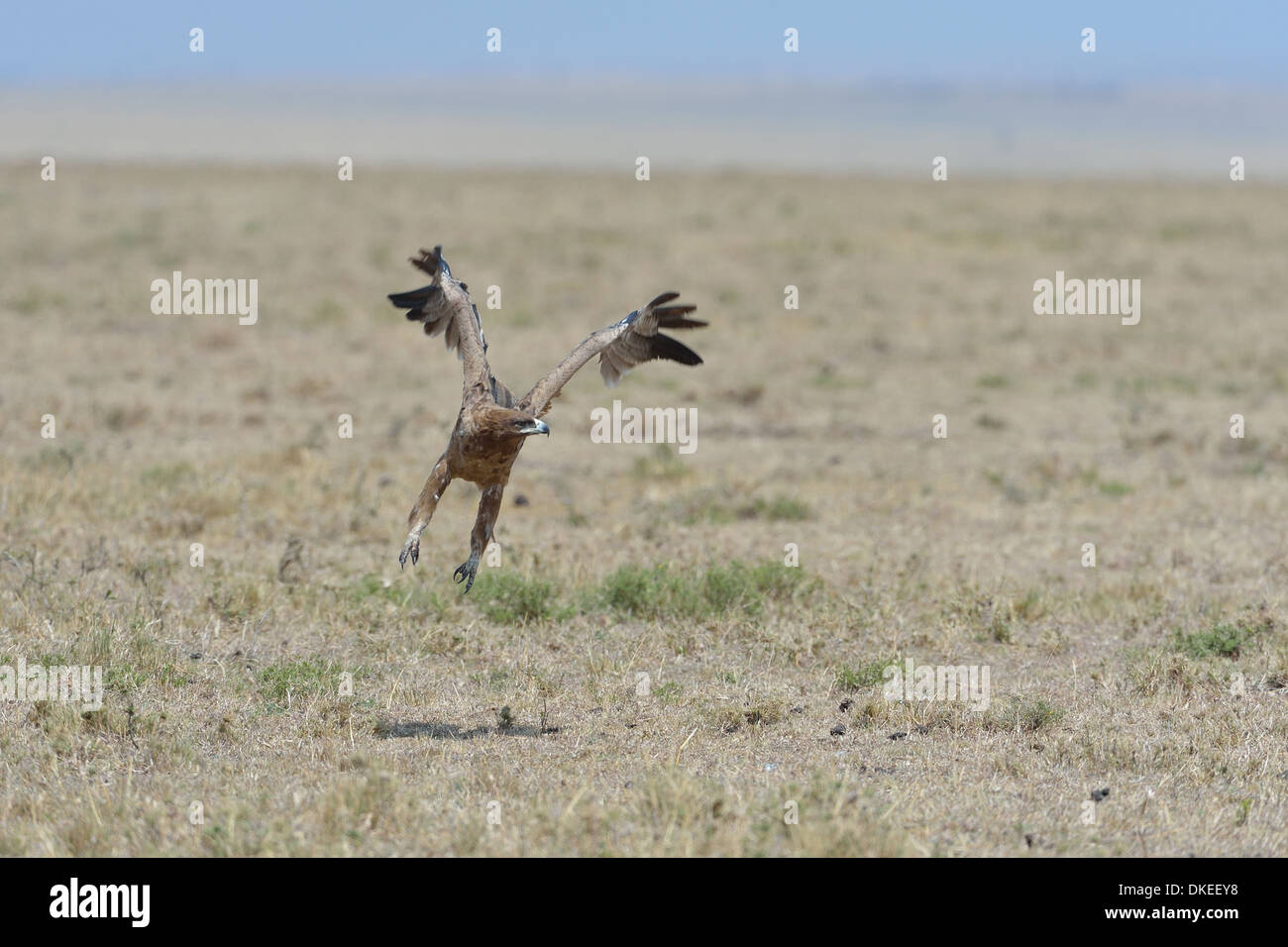 - L'Afrique de l'Aigle Aigle des steppes (Aquila rapax) décolle dans la savane Masai Mara - Kenya - Afrique de l'Est Banque D'Images