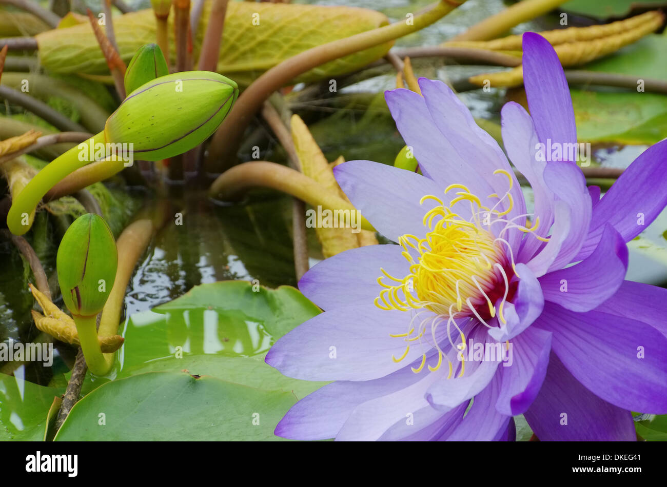 Seerose - Water Lily 48 Banque D'Images