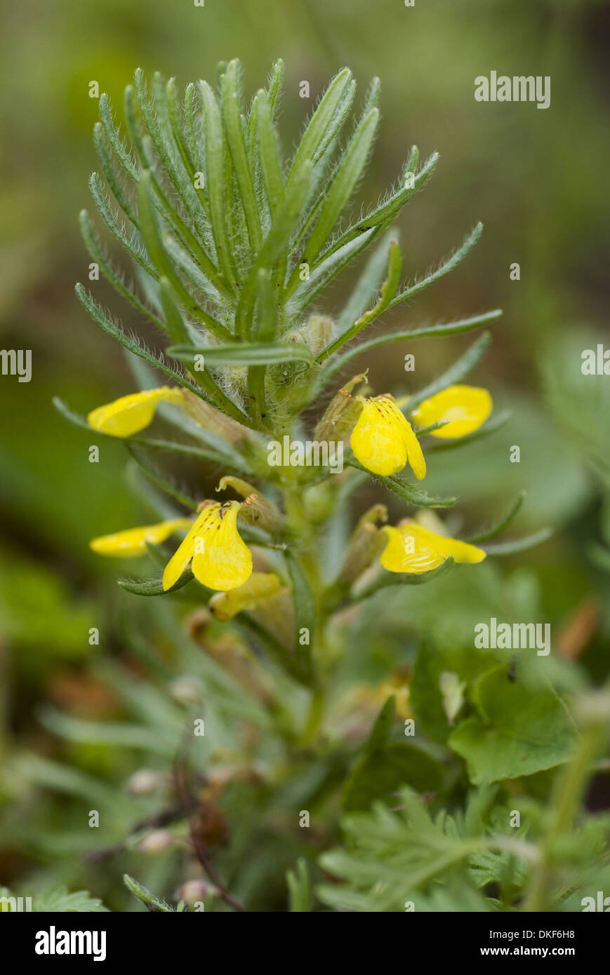 Yellow Bugle Photos Yellow Bugle Images Alamy