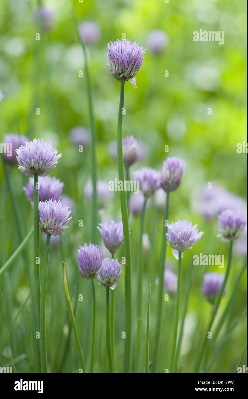 Ciboulette, Allium schoenoprasum Banque D'Images