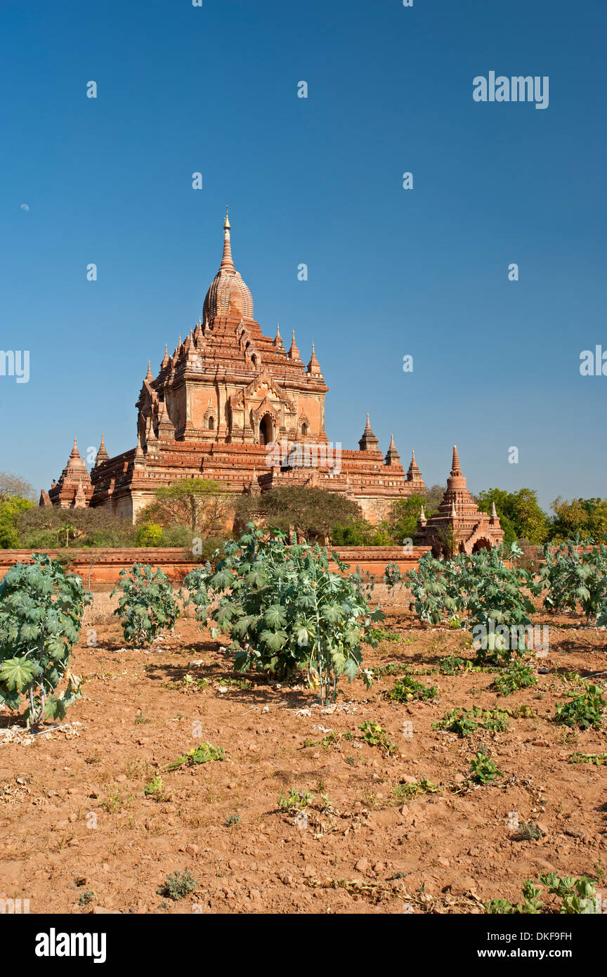 La Pagode Htilominlo dans le soleil de plomb de Bagan Myanmar (Birmanie) Banque D'Images