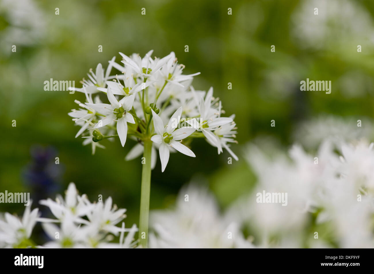 Ramsons, Allium ursinum Banque D'Images