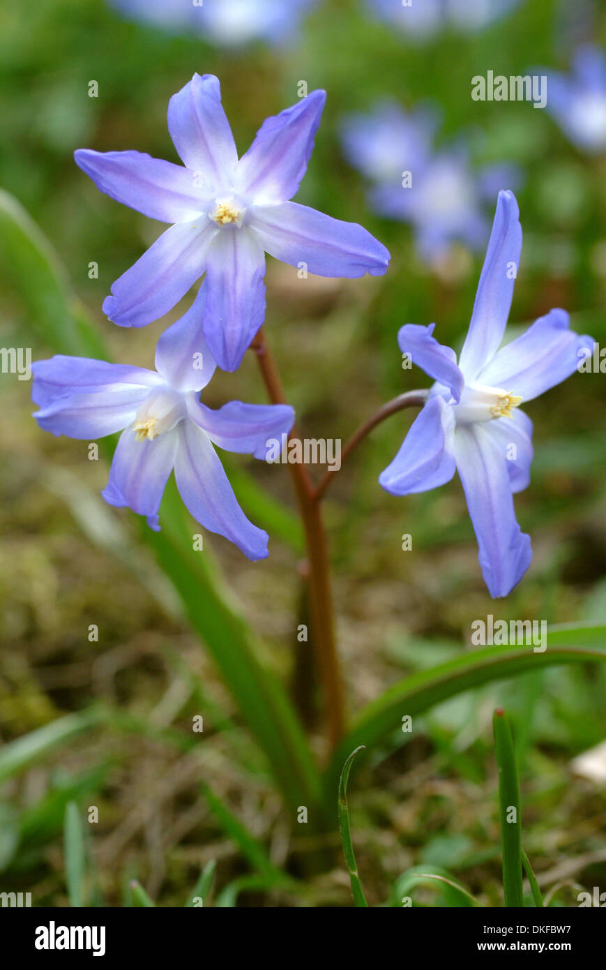 Lucile's glory-de-la-neige, chionodoxa luciliae Banque D'Images