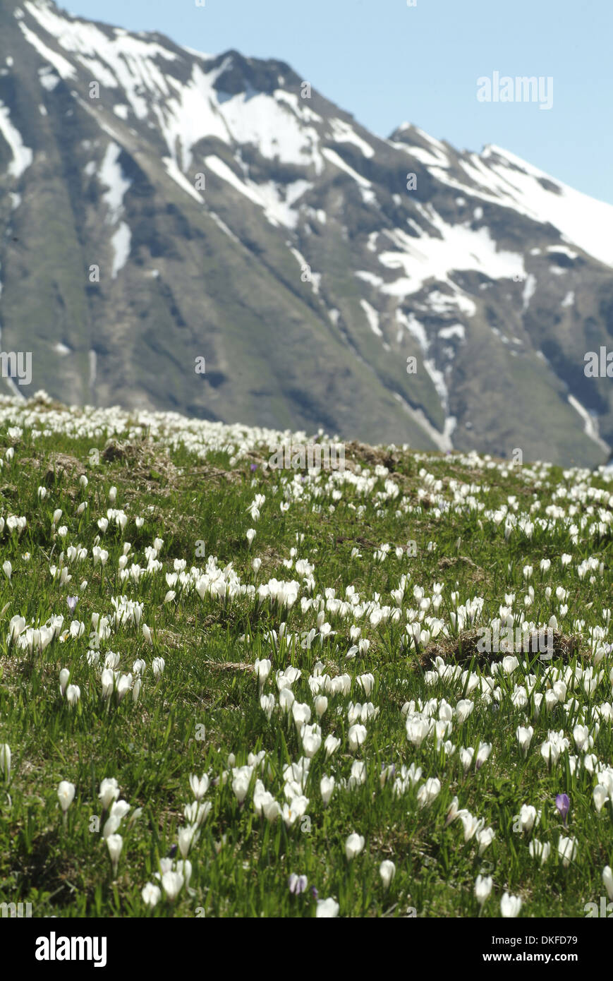 Printemps, Crocus Crocus vernus ssp. albiflorus Banque D'Images