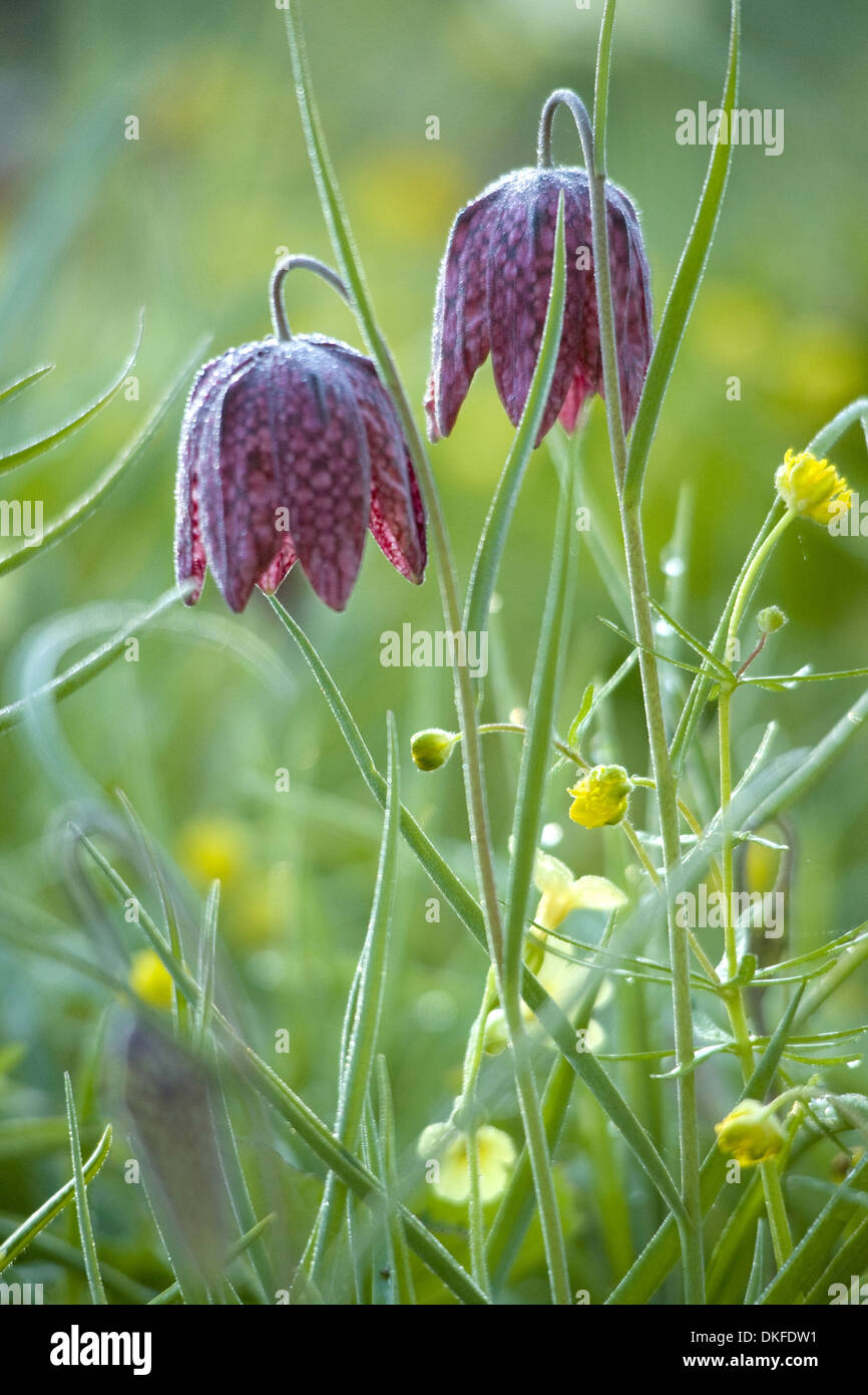 Tête du serpent fritillary, fritillaria meleagris Banque D'Images