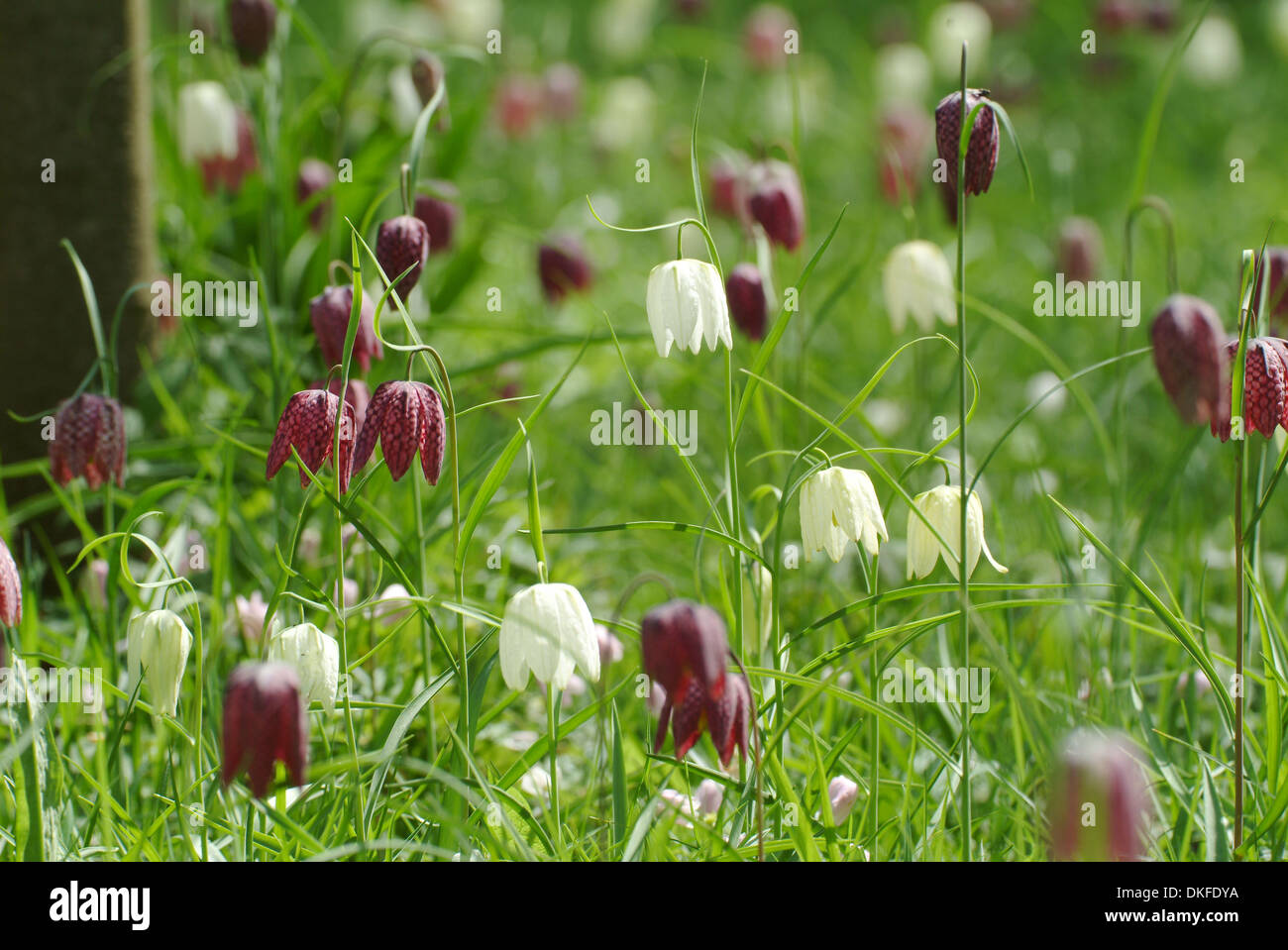 Tête du serpent fritillary, fritillaria meleagris Banque D'Images