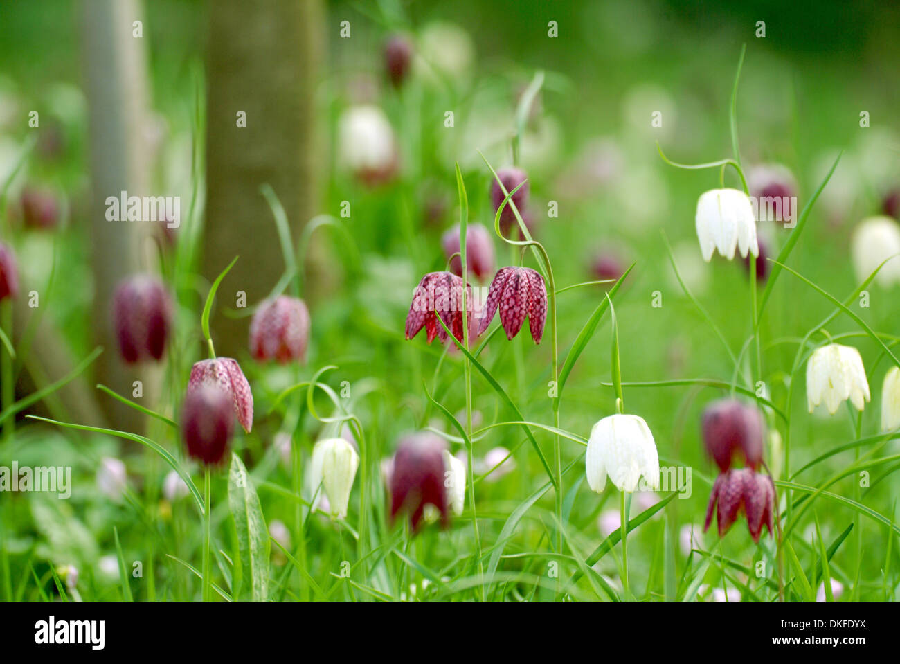 Tête du serpent fritillary, fritillaria meleagris Banque D'Images