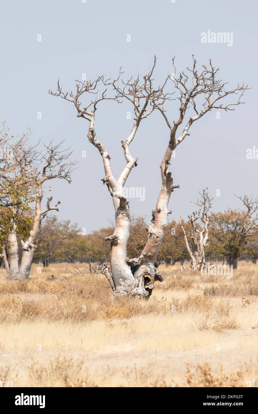 Moringa (Moringa ovalifolia), forêt féerique, Sprokieswood, Etosha National Park, Namibie Banque D'Images