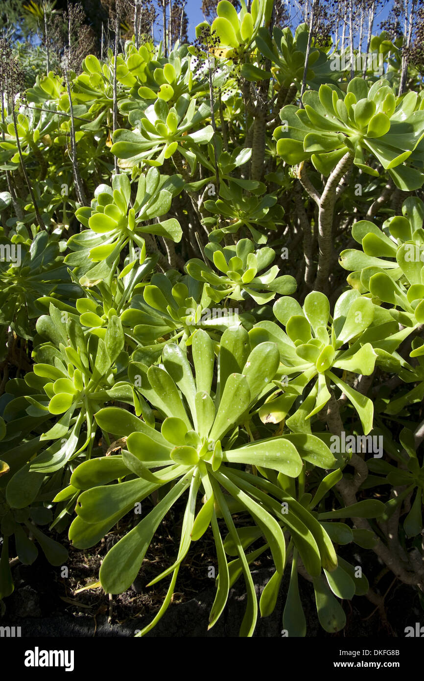 Aeonium aeonium arboreum, arbre, Grande Canarie, Espagne Banque D'Images