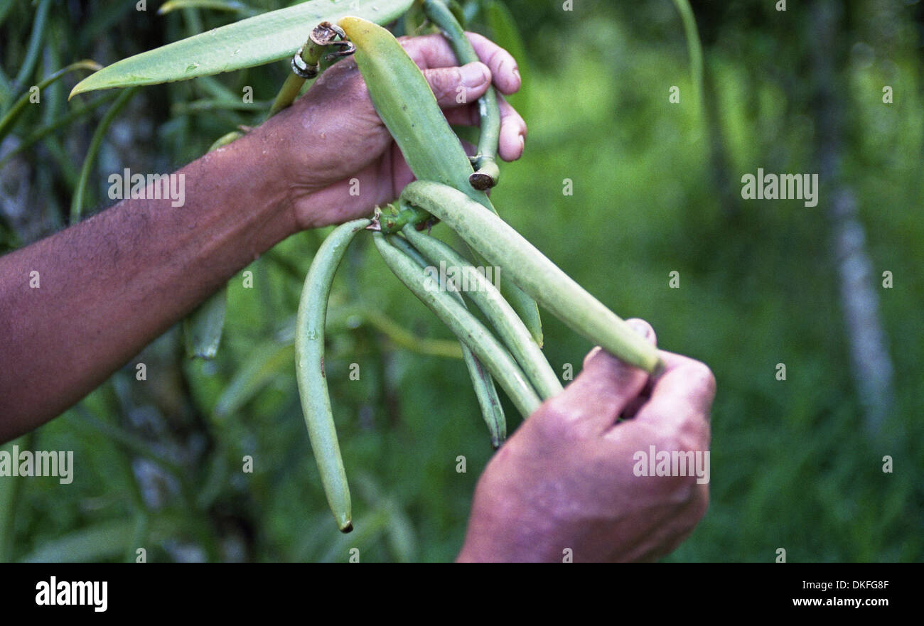 Orkidé vanille ou vanille (Vanilla planifolia) Vanillstång Banque D'Images