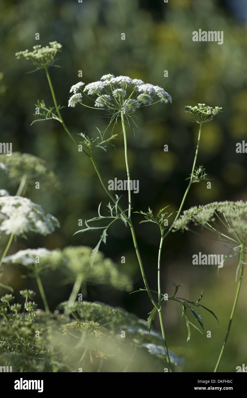 Fleur de l'évêque, l'Ammi majus Banque D'Images