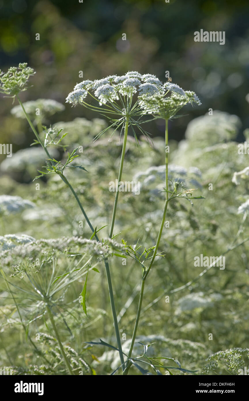 Fleur de l'évêque, l'Ammi majus Banque D'Images