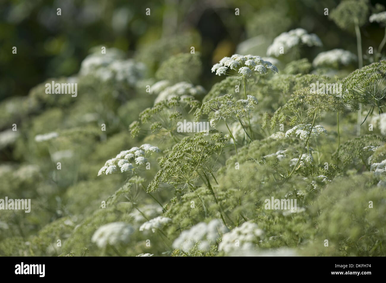 Fleur de l'évêque, l'Ammi majus Banque D'Images