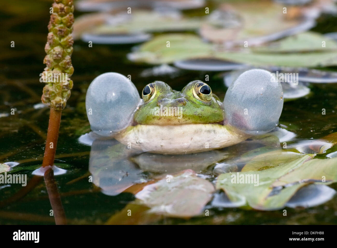 Grenouille comestible (Pelophylax kl. Esculentus) avec sac vocal, Hesse du Nord, Hesse, Allemagne Banque D'Images