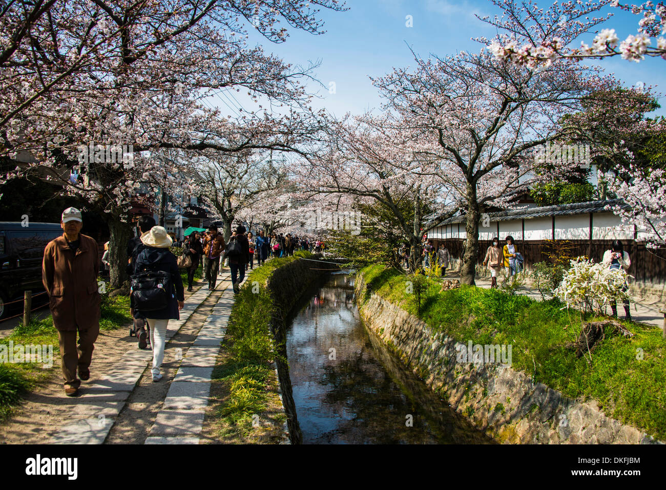 Promenade du Philosophe, fleur de cerisier, Kyoto, Japon Banque D'Images