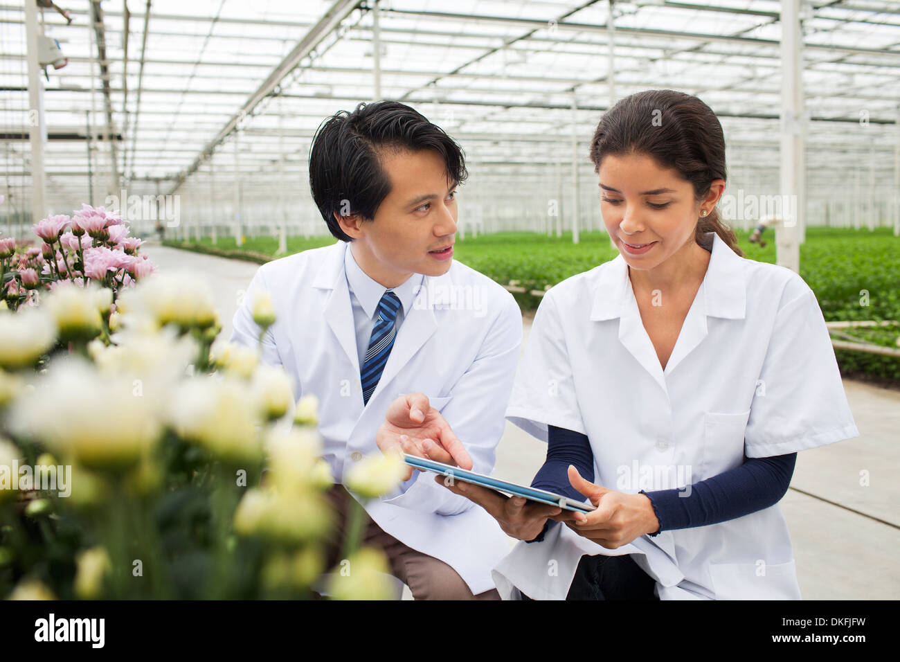 L'homme et de la femme avec des rangées de plantes poussant dans les émissions de Banque D'Images