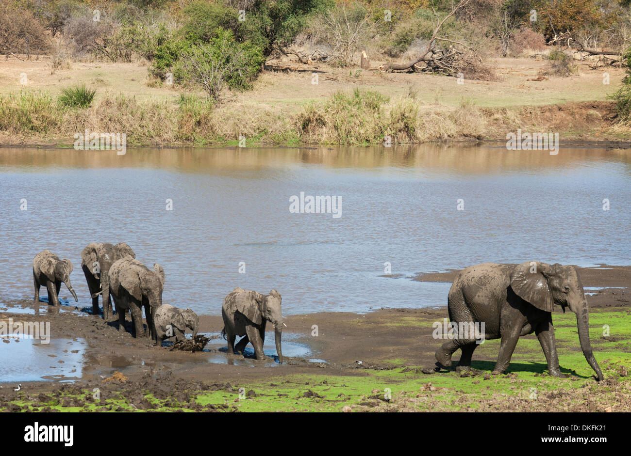 Les éléphants d'Afrique (Loxodonta africana), troupeau sur la rive de la rivière Shingwedzi, Kruger National Park, Afrique du Sud Banque D'Images