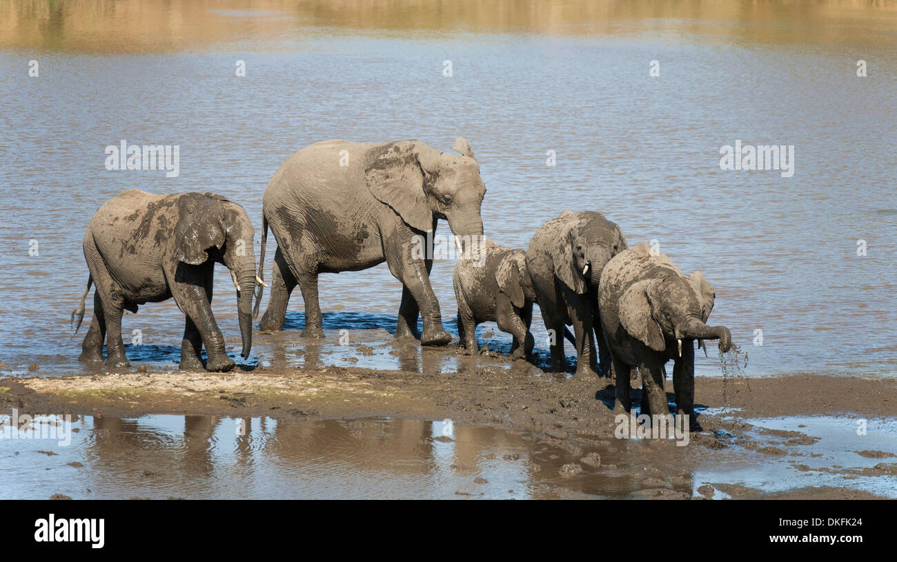 Les éléphants d'Afrique (Loxodonta africana) troupeau d'alcool et de boue-baignade dans la rivière Shingwedzi, Kruger National Park, Afrique du Sud Banque D'Images