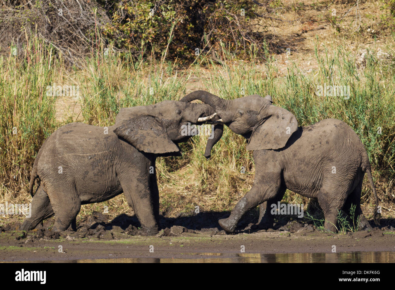 Les éléphants d'Afrique (Loxodonta africana), deux taureaux combats sur la rive de la rivière Shingwedzi, Kruger National Park Banque D'Images