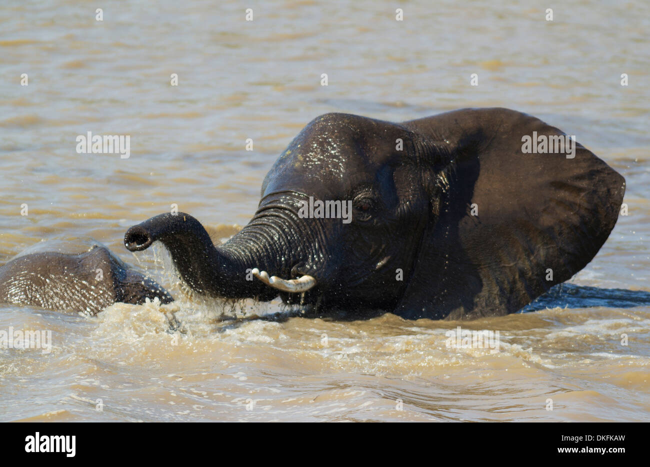 L'éléphant africain (Loxodonta africana), bull dans la rivière Shingwedzi, Kruger National Park, Afrique du Sud Banque D'Images