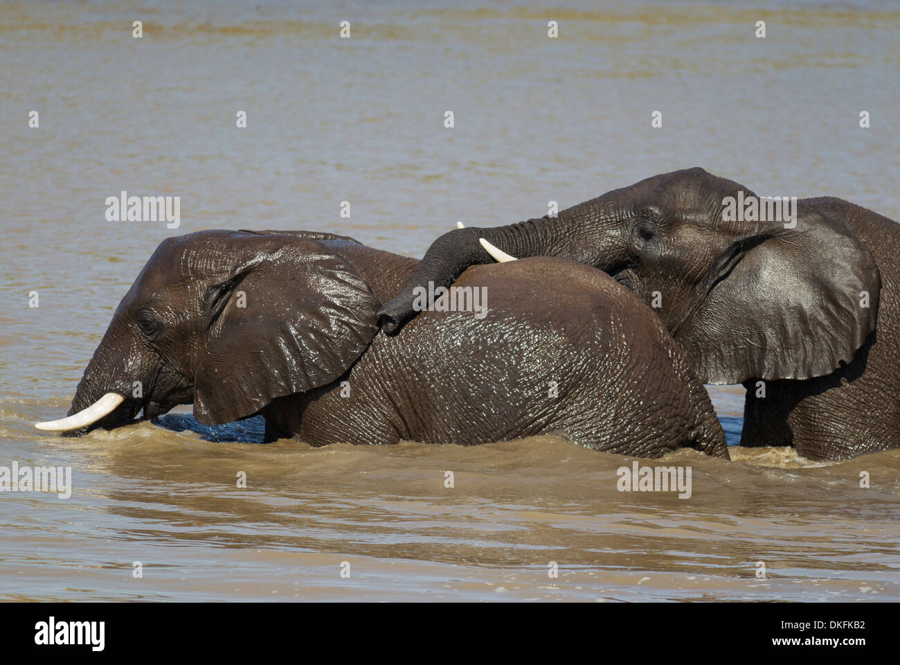 Les éléphants d'Afrique (Loxodonta africana), deux taureaux dans la rivière Shingwedzi, Kruger National Park, Afrique du Sud Banque D'Images