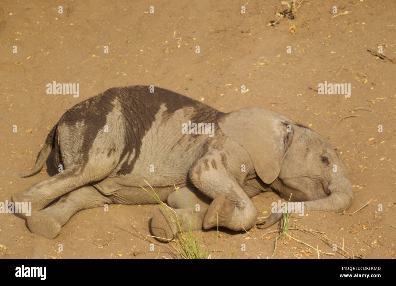 L'éléphant africain (Loxodonta africana) veau, bénéficiant d'un bain de poussière, Kruger National Park, Afrique du Sud Banque D'Images