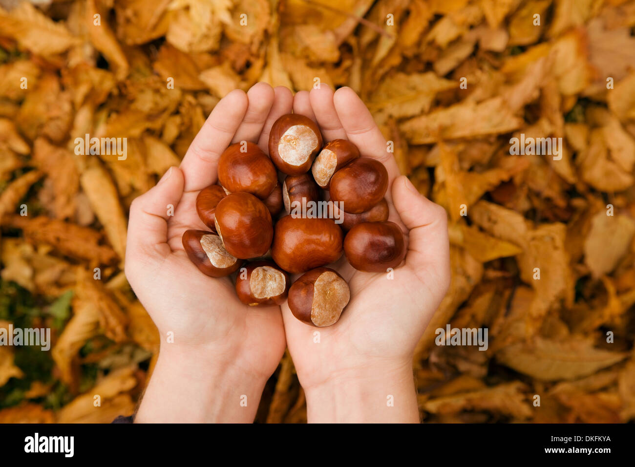 Close up of female hands in autumn park holding conkers Banque D'Images