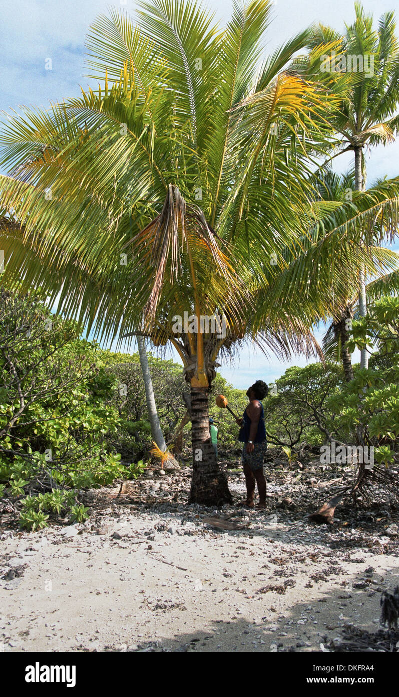 La collecte de coco. Polynésien indigènes Banque D'Images