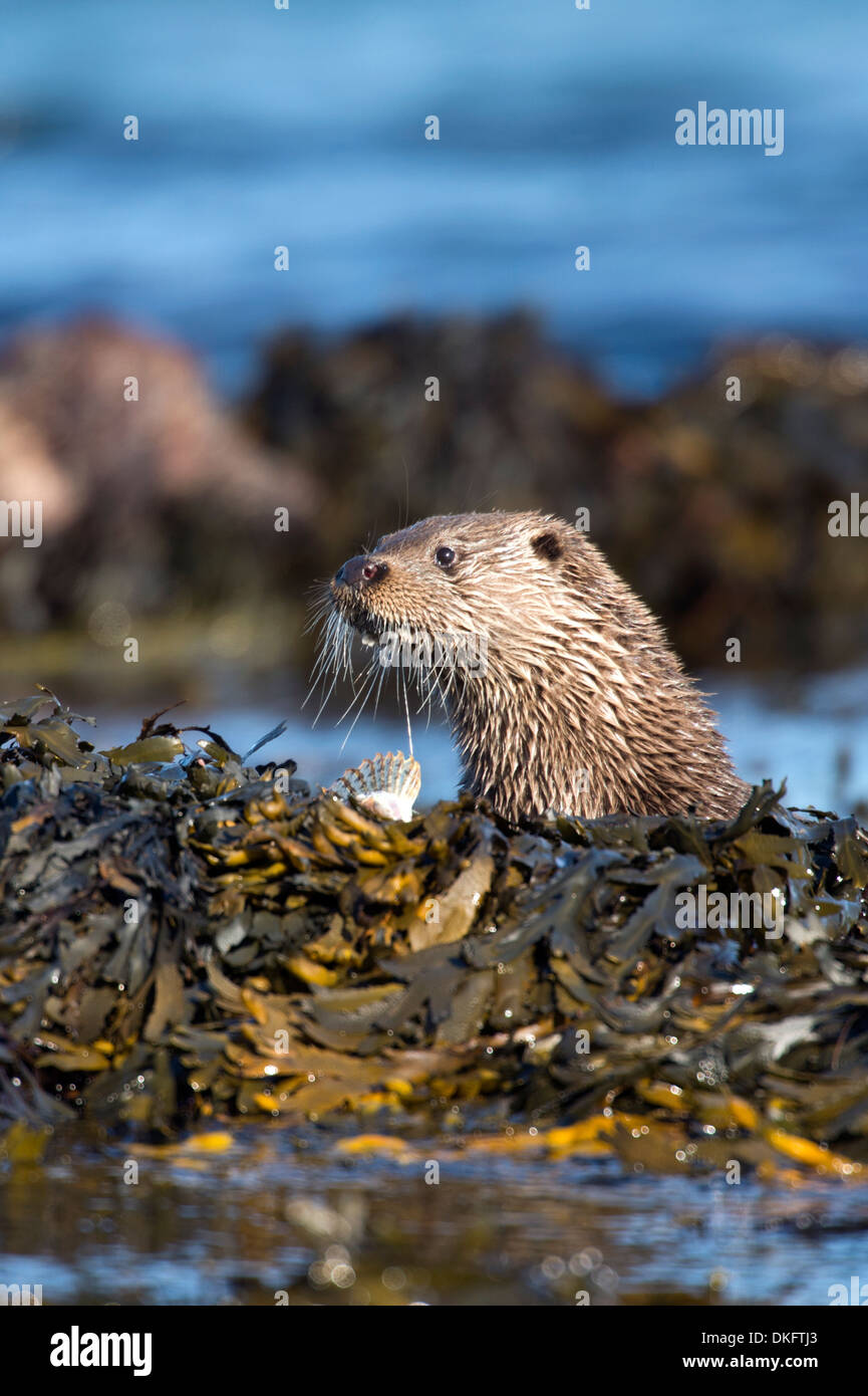 La loutre (Lutra lutra), Royaume-Uni Banque D'Images