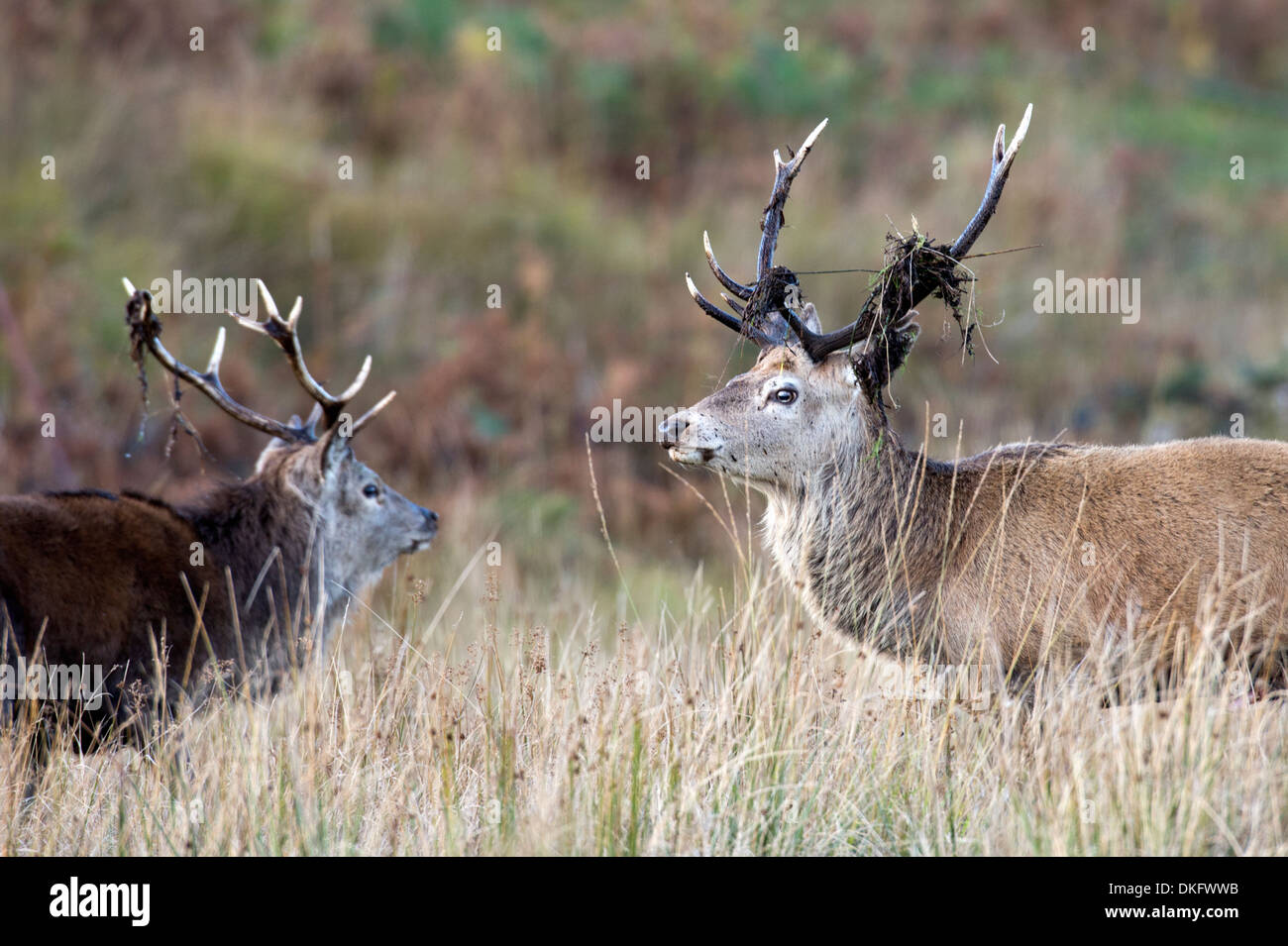 Red Deer (Cervus elaphus), Ecosse, Royaume-Uni Banque D'Images