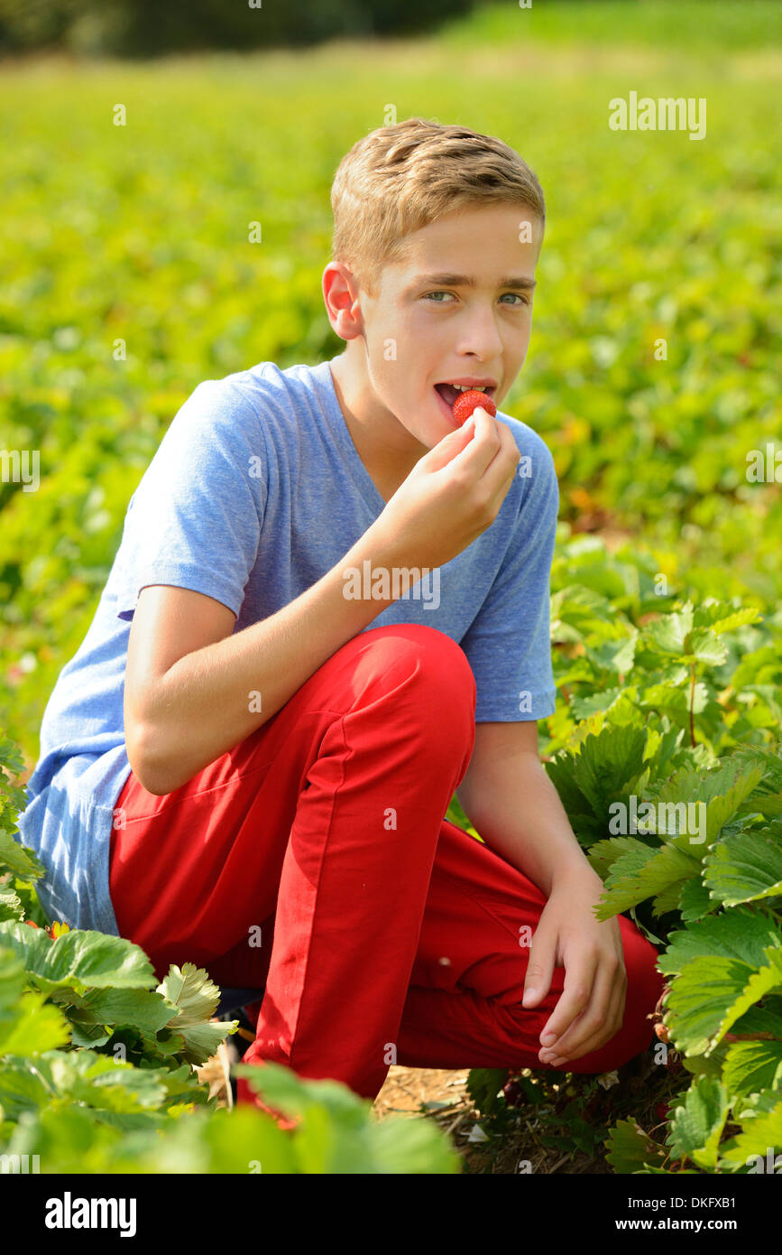 Teenage boy eating strawberry in field Banque D'Images