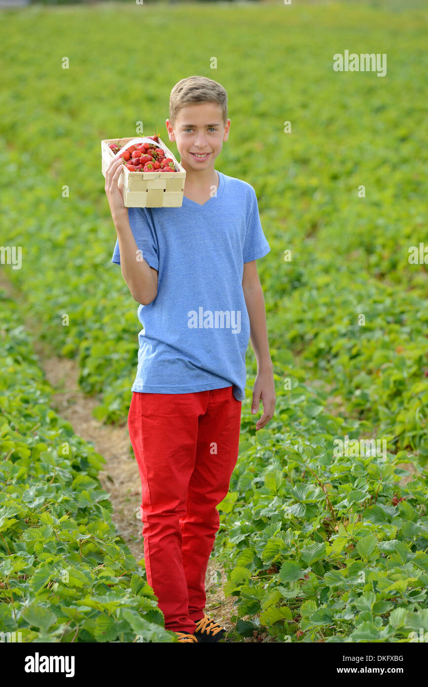 Teenage boy holding panier de fraises Banque D'Images