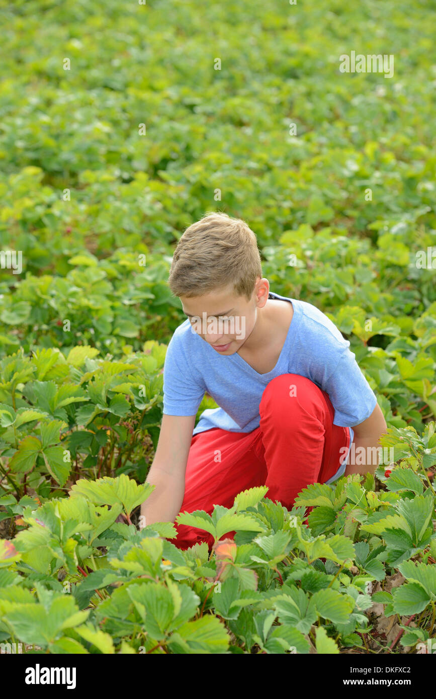 Teenage boy picking Strawberries in field Banque D'Images