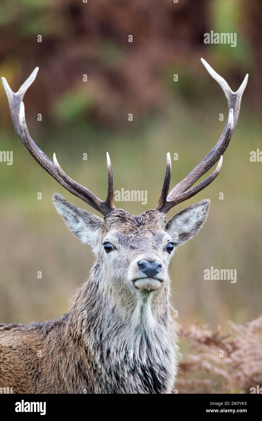 Red Deer (Cervus elaphus), Ecosse, Royaume-Uni Banque D'Images