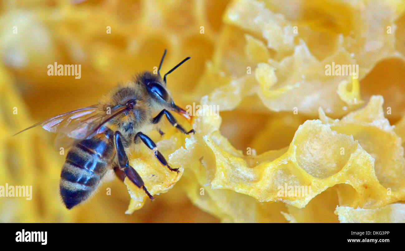 Une abeille sur une ruche, macro Banque D'Images