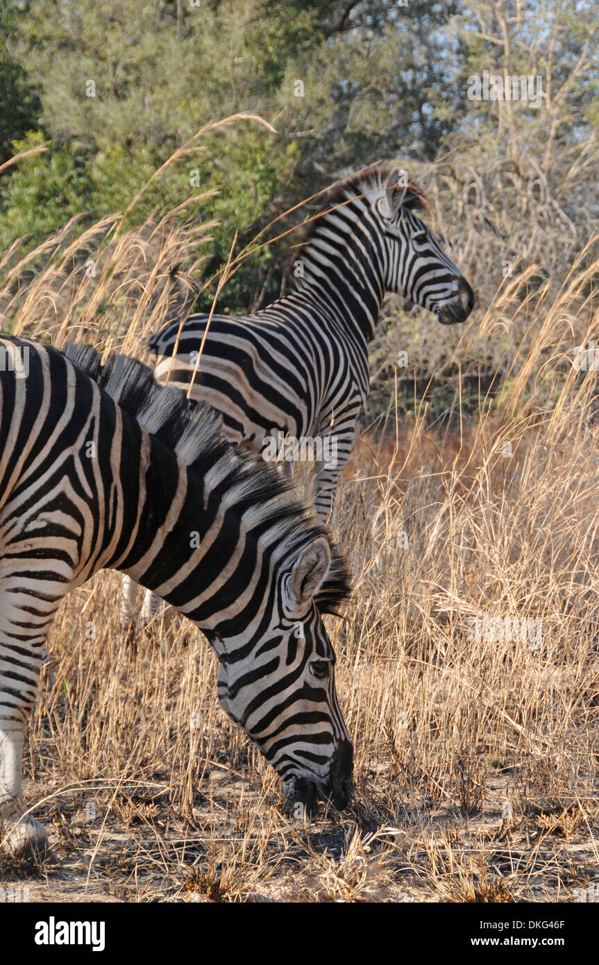 Le zèbre de Burchell (Equus burchelli) Sabi Sand Game Reserve, Afrique du Sud Banque D'Images