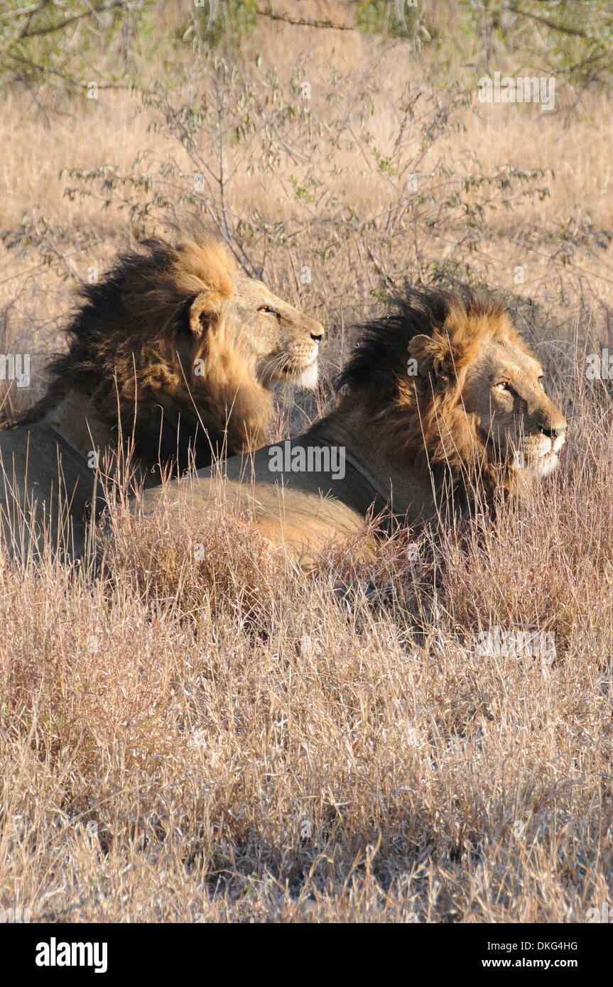 Deux hommes lions (Panthera leo) Sabi Sand Game Reserve, Afrique du Sud Banque D'Images